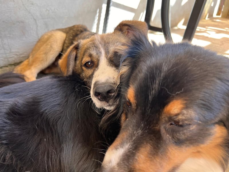 verschmuster Valentin mit Handicap sucht