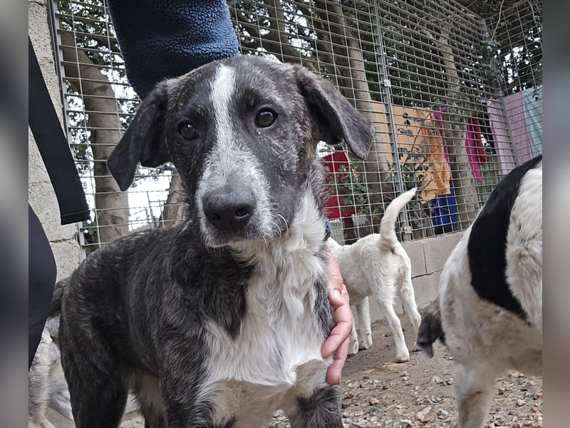 Chandra: von der Flasche ins Tierheim