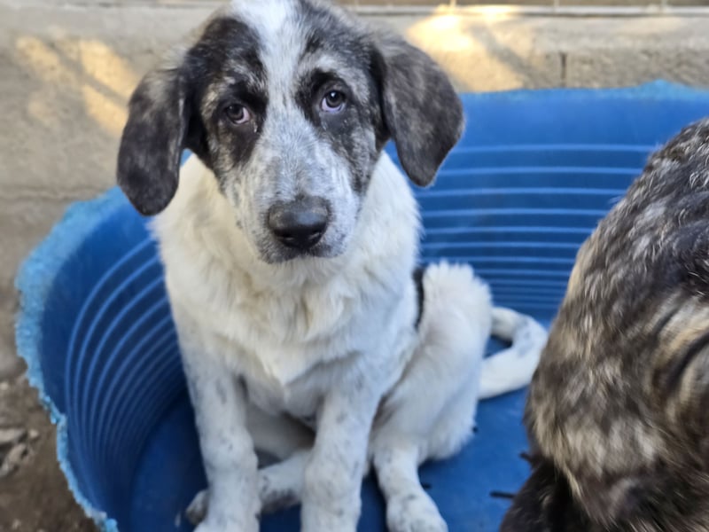 Cassian: er liebt spielen und kuscheln