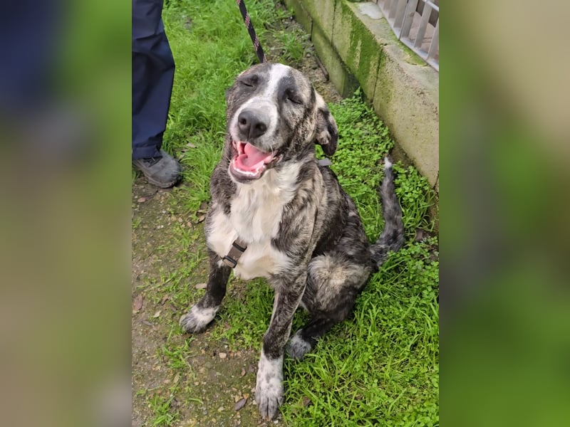 Chandra: sie ist der Sonnenschein im Rudel