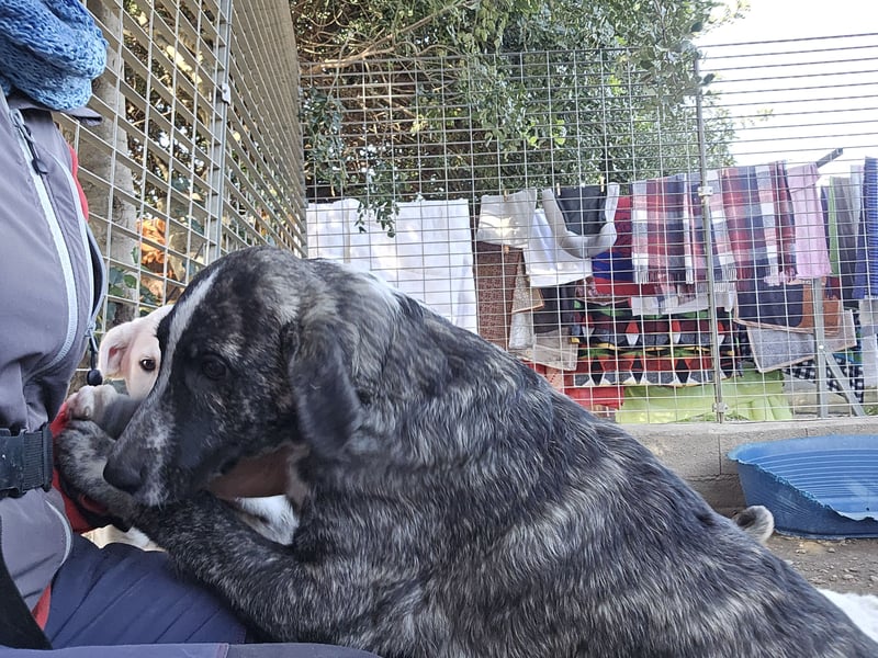 Chandra: von der Flasche ins Tierheim