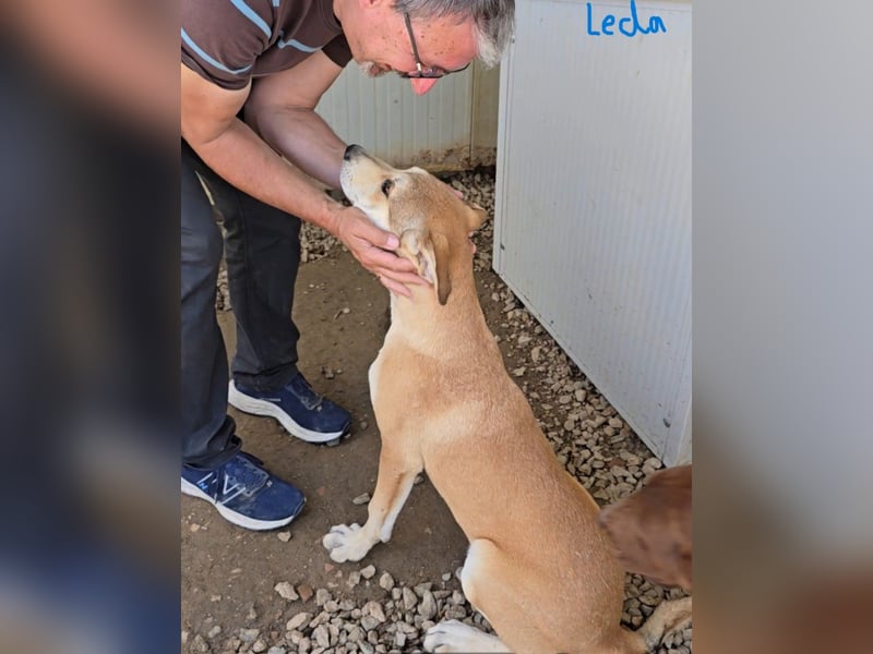 Leda: das Leben meint es nicht gut mit uns (CH, A, NL)