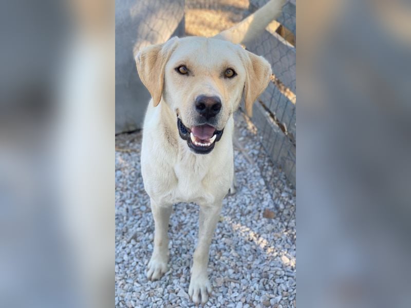 Boq, geb. ca. 07/2023, lebt in GRIECHENLAND, im städt. Tierheim Serres