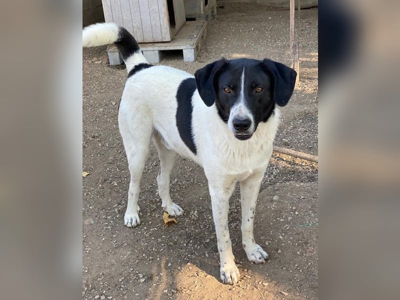 Grecco, geb. ca. 11/2022, lebt in GRIECHENLAND, im städt. Tierheim Serres