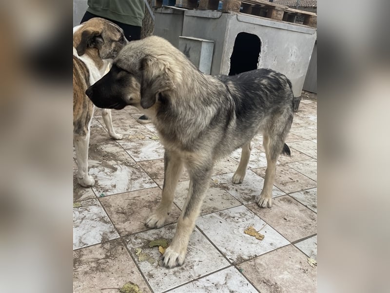 Hagan, geb. ca. 03/2023, lebt in GRIECHENLAND, im städt. Tierheim Serres