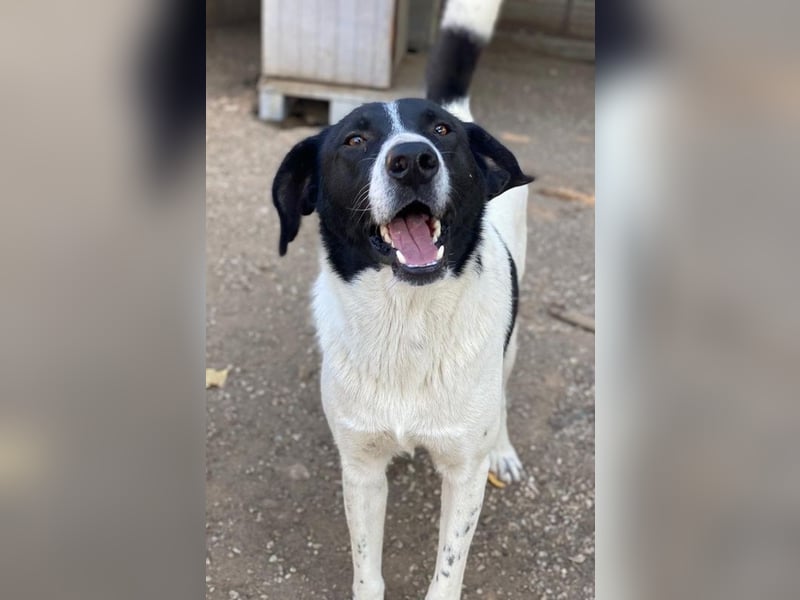 Grecco, geb. ca. 11/2022, lebt in GRIECHENLAND, im städt. Tierheim Serres