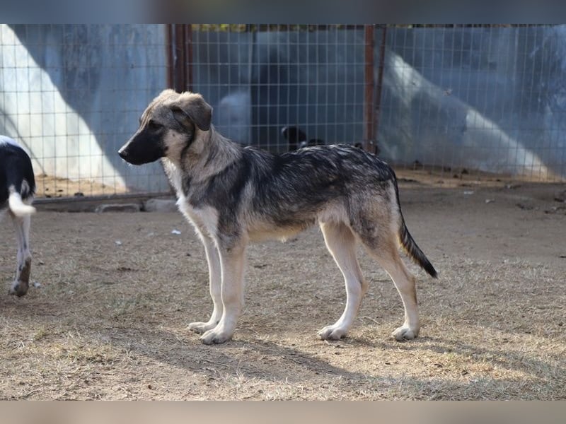 Erwin, geb. ca. 05/2024, lebt in GRIECHENLAND, im städt. Tierheim Serres