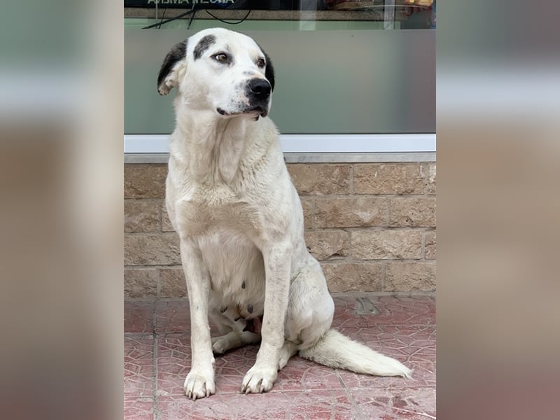 Morla, geb. ca. 01/2020, lebt in GRIECHENLAND, auf einer privaten Pflegestelle