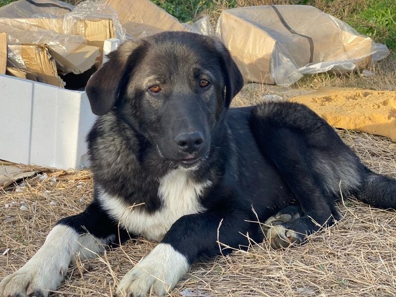 Esko, geb. ca. 09/2024, lebt in GRIECHENLAND, im städt. Tierheim Serres