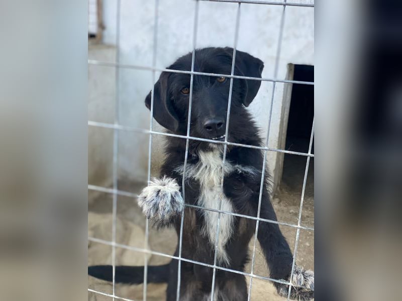 Erebus, geb. ca. 01/2025, lebt in GRIECHENLAND, im städt. Tierheim Serres