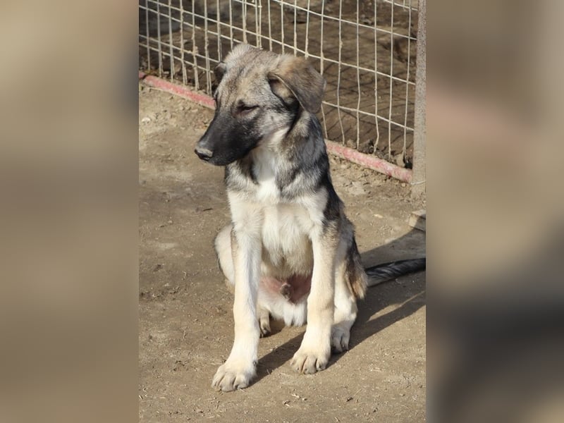 Erwin, geb. ca. 05/2024, lebt in GRIECHENLAND, im städt. Tierheim Serres