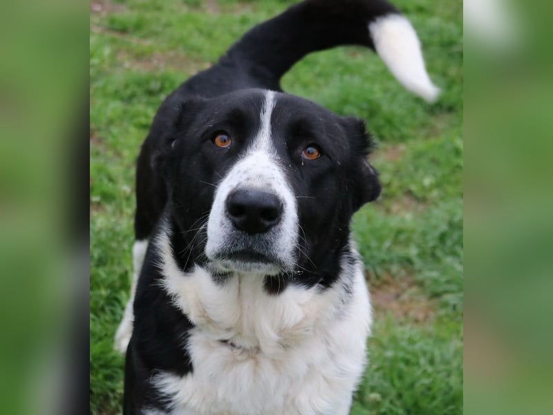 Eddy, geb. ca. 01/2018, lebt in GRIECHENLAND, im städt. Tierheim Serres
