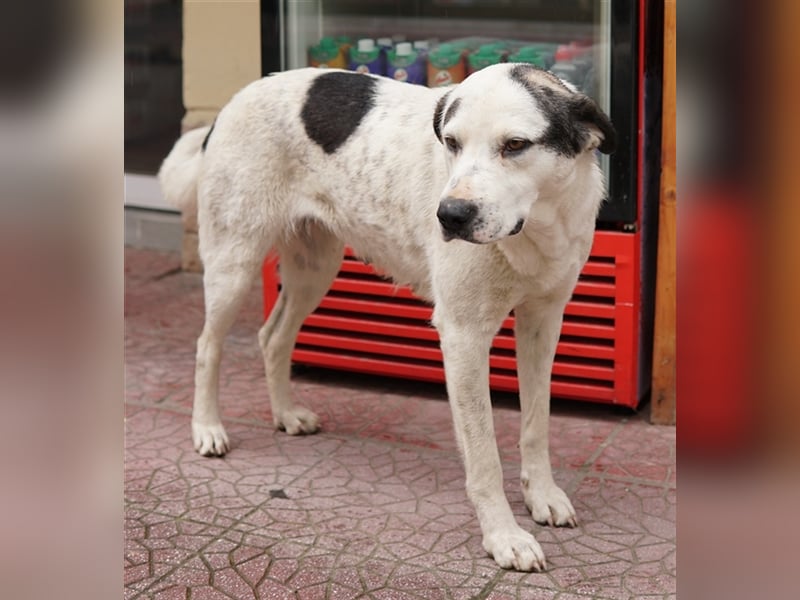 Morla, geb. ca. 01/2020, lebt in GRIECHENLAND, auf einer privaten Pflegestelle