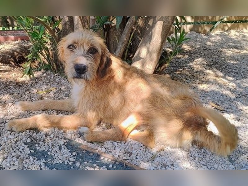 Sid, geb. ca. 08/2022 , lebt in GRIECHENLAND, auf einer privaten Pflegestelle