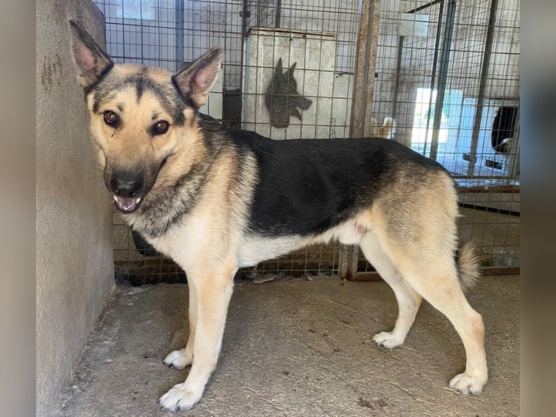 Hankan, geb. ca. 01/2024, lebt in GRIECHENLAND, im städt. Tierheim Serres