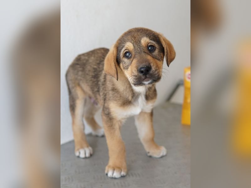 Kuba, geb. ca. 12/2025, lebt in GRIECHENLAND, auf einer privaten Pflegestelle