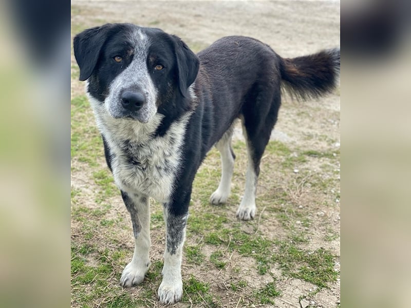 Malik, geb. ca.02/2022, lebt in GRIECHENLAND, im städt. Tierheim Serres