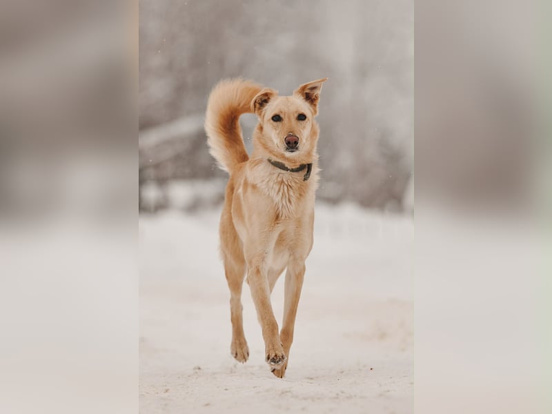 Besondere Lissy sucht ihre Menschen