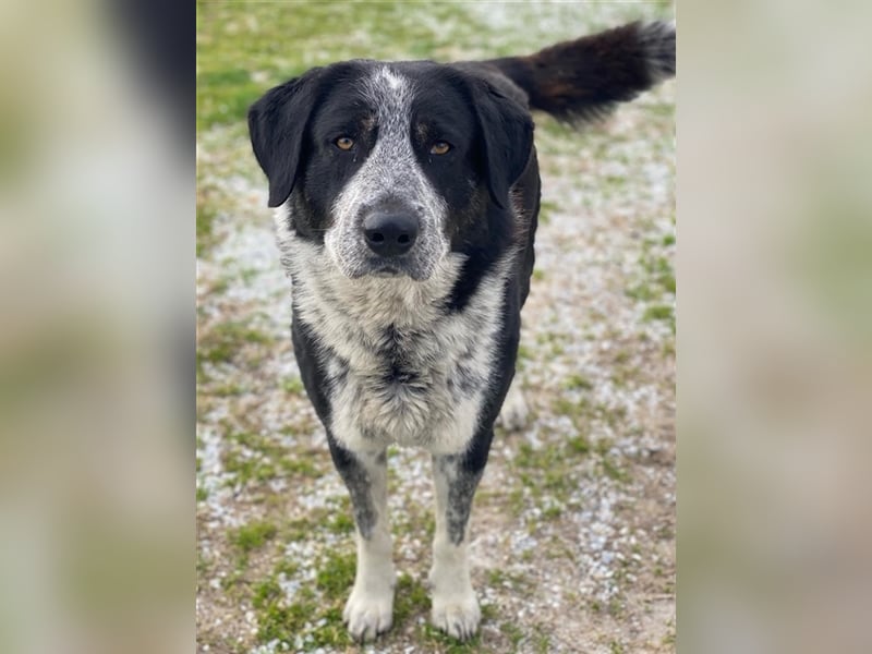 Malik, geb. ca.02/2022, lebt in GRIECHENLAND, im städt. Tierheim Serres