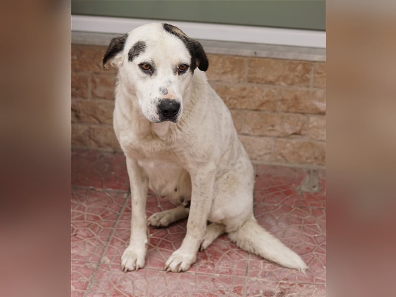 Morla, geb. ca. 01/2020, lebt in GRIECHENLAND, auf einer privaten Pflegestelle