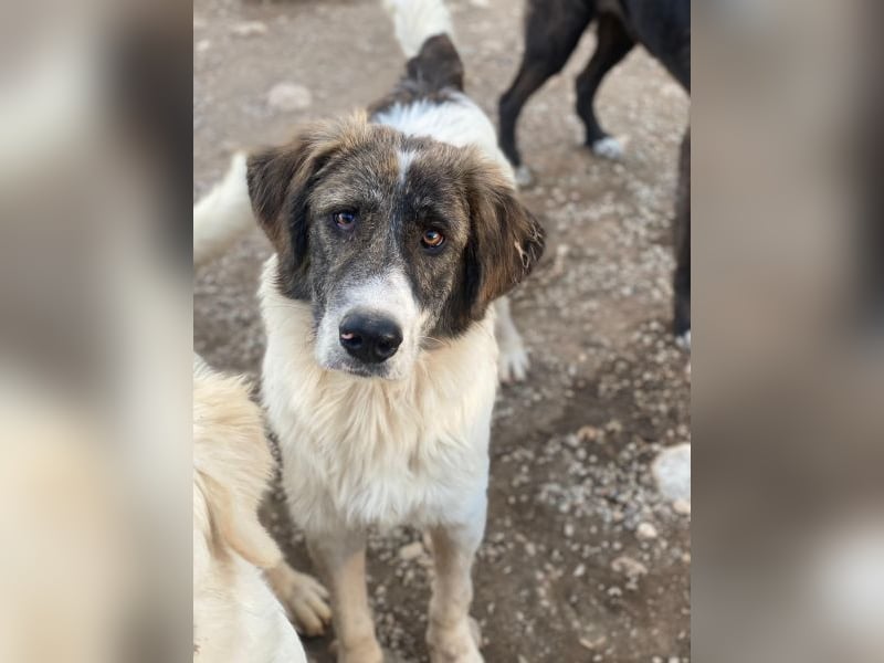 Evans, geb. ca. 04/2025, lebt in GRIECHENLAND, im städt. Tierheim Serres