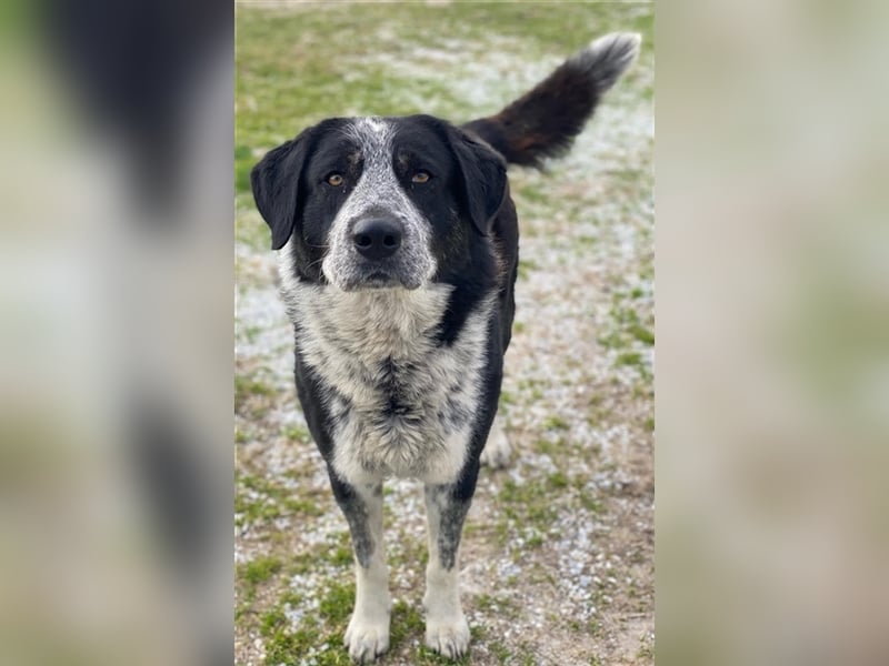 Malik, geb. ca.02/2022, lebt in GRIECHENLAND, im städt. Tierheim Serres