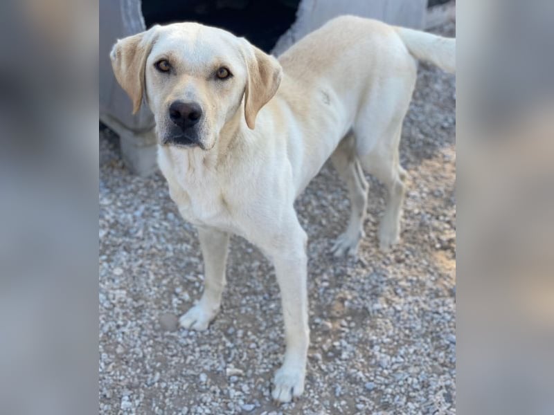 Boq, geb. ca. 07/2023, lebt in GRIECHENLAND, im städt. Tierheim Serres