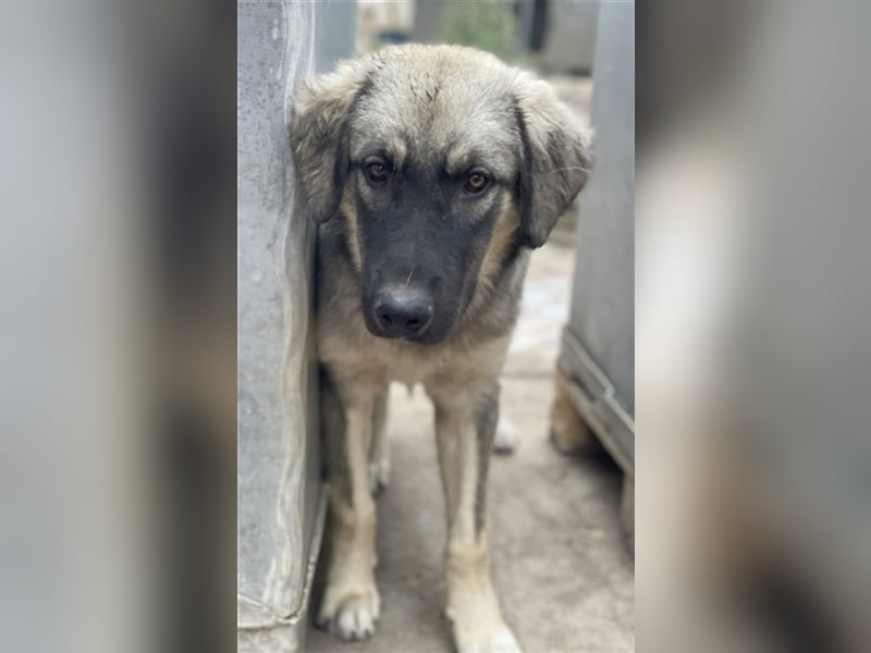 Hagan, geb. ca. 03/2023, lebt in GRIECHENLAND, im städt. Tierheim Serres