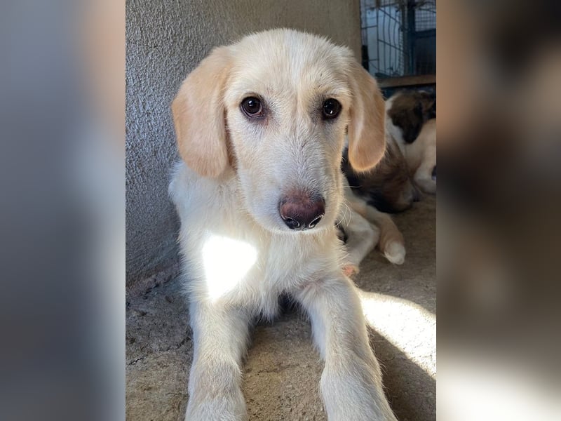 Garetto, geb. ca. 04/2025, lebt in GRIECHENLAND, im städt. Tierheim Serres