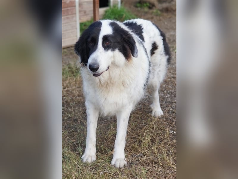 Maella, geb. ca. 02/2020, lebt in GRIECHENLAND, im städt. Tierheim Serres