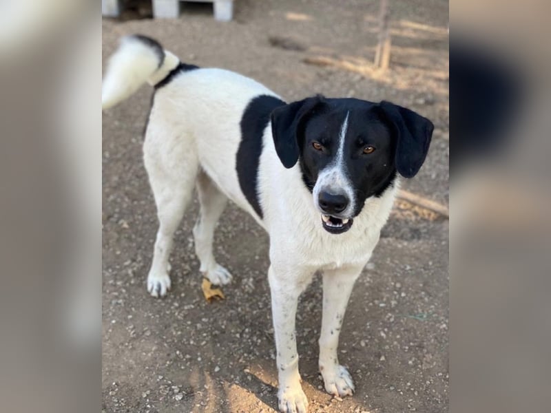 Grecco, geb. ca. 11/2022, lebt in GRIECHENLAND, im städt. Tierheim Serres