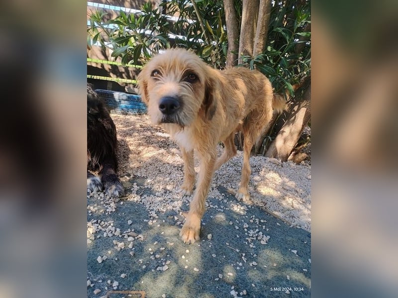 Sid, geb. ca. 08/2022 , lebt in GRIECHENLAND, auf einer privaten Pflegestelle