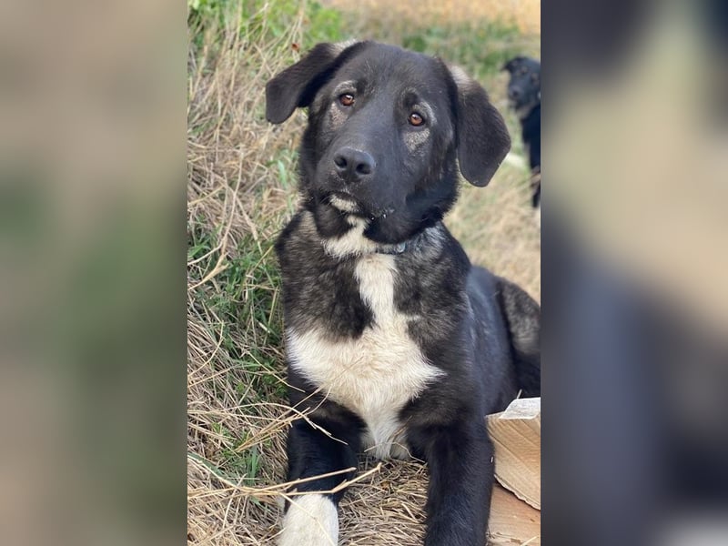 Esko, geb. ca. 09/2024, lebt in GRIECHENLAND, im städt. Tierheim Serres