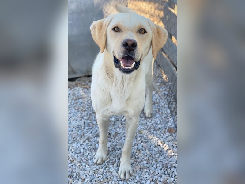 Boq, geb. ca. 07/2023, lebt in GRIECHENLAND, im städt. Tierheim Serres