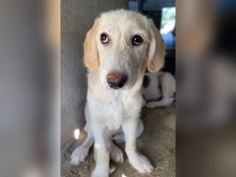 Garetto, geb. ca. 04/2025, lebt in GRIECHENLAND, im städt. Tierheim Serres