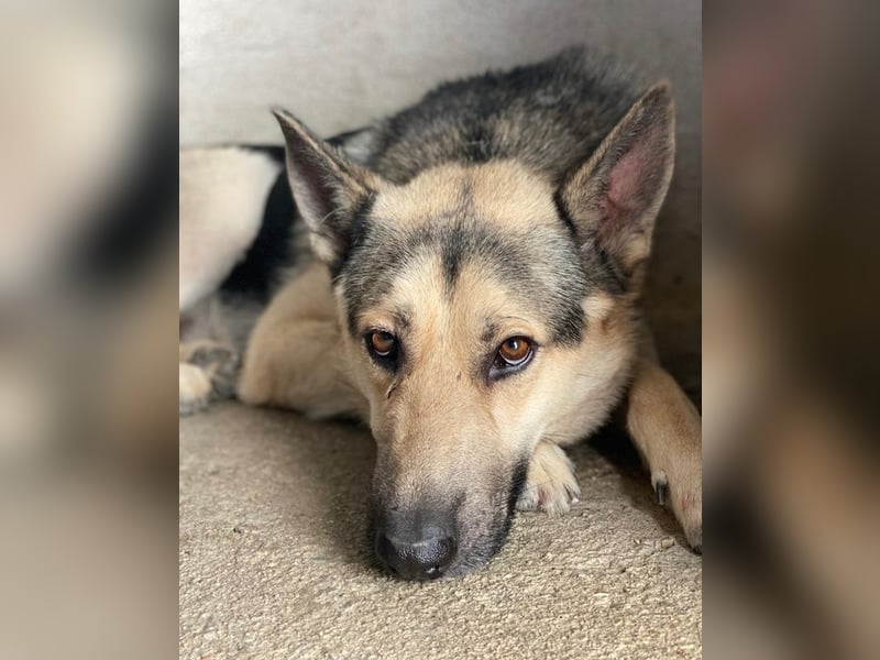 Hankan, geb. ca. 01/2024, lebt in GRIECHENLAND, im städt. Tierheim Serres