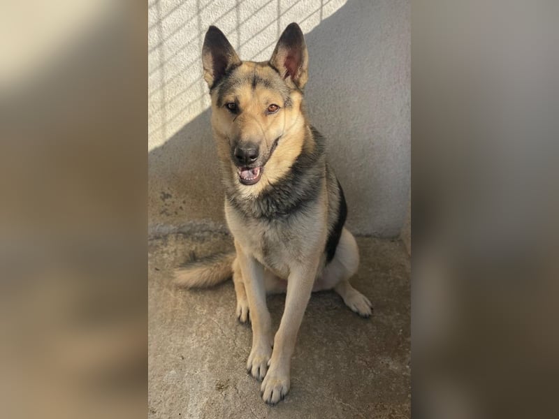 Hankan, geb. ca. 01/2024, lebt in GRIECHENLAND, im städt. Tierheim Serres