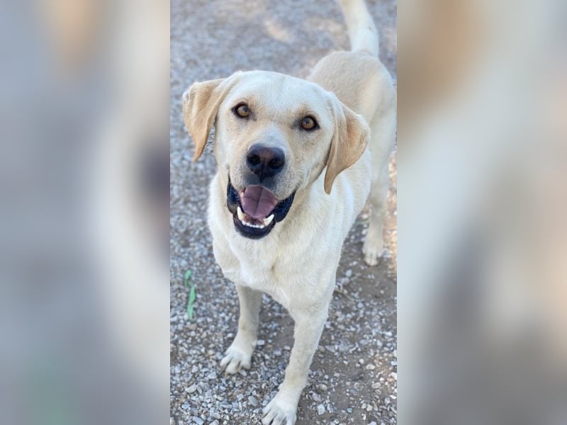 Boq, geb. ca. 07/2023, lebt in GRIECHENLAND, im städt. Tierheim Serres