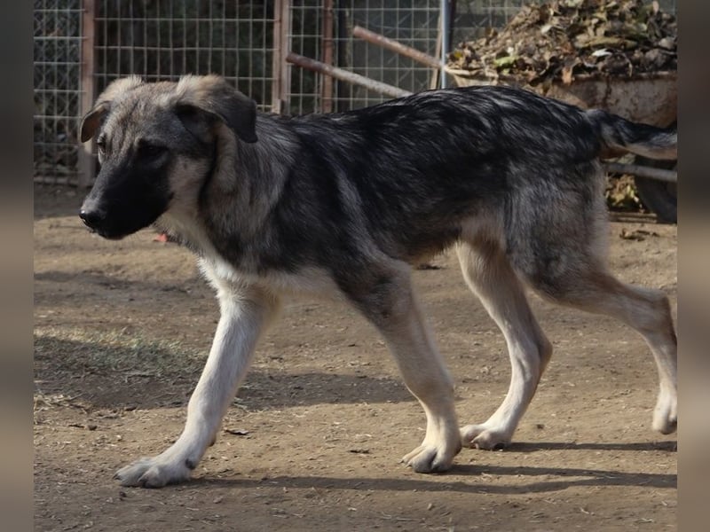Erwin, geb. ca. 05/2024, lebt in GRIECHENLAND, im städt. Tierheim Serres