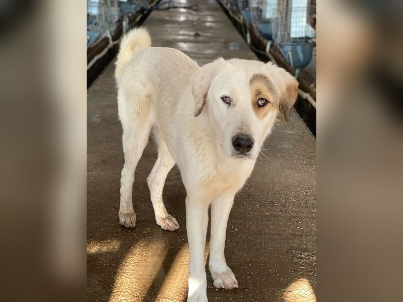 Alfons, geb. ca. 02/2024, lebt in GRIECHENLAND, im städt. Tierheim Serres