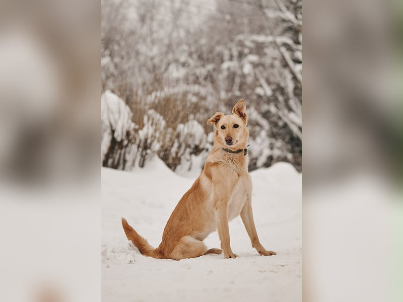 Neugierige Lissy sucht ihr Zuhause