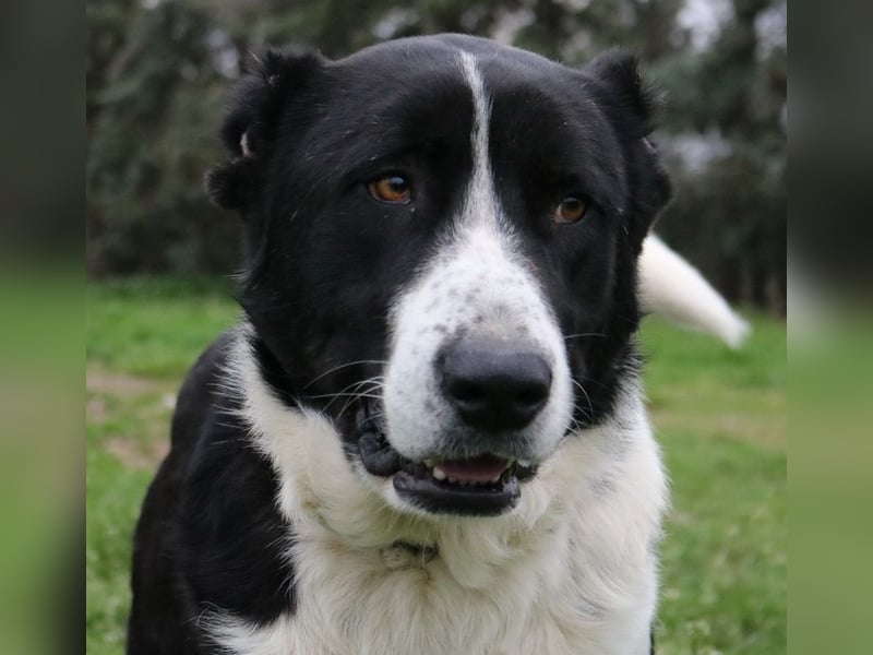 Eddy, geb. ca. 01/2018, lebt in GRIECHENLAND, im städt. Tierheim Serres