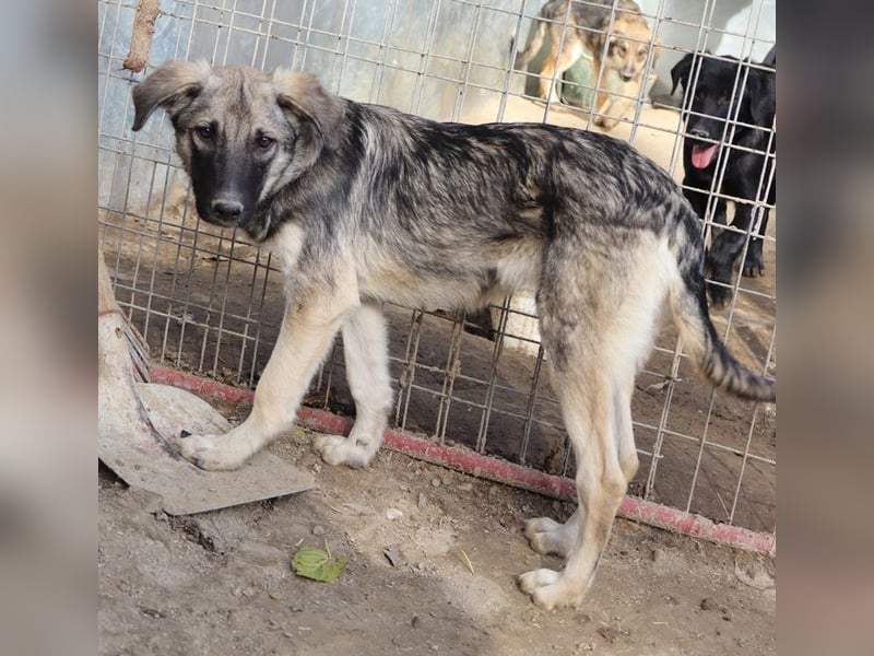 Erwin, geb. ca. 05/2024, lebt in GRIECHENLAND, im städt. Tierheim Serres