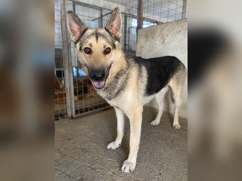 Hankan, geb. ca. 01/2024, lebt in GRIECHENLAND, im städt. Tierheim Serres