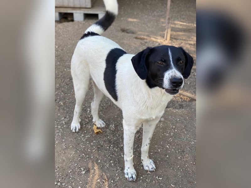 Grecco, geb. ca. 11/2022, lebt in GRIECHENLAND, im städt. Tierheim Serres