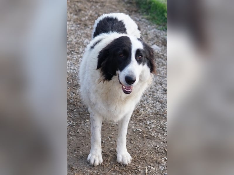 Maella, geb. ca. 02/2020, lebt in GRIECHENLAND, im städt. Tierheim Serres