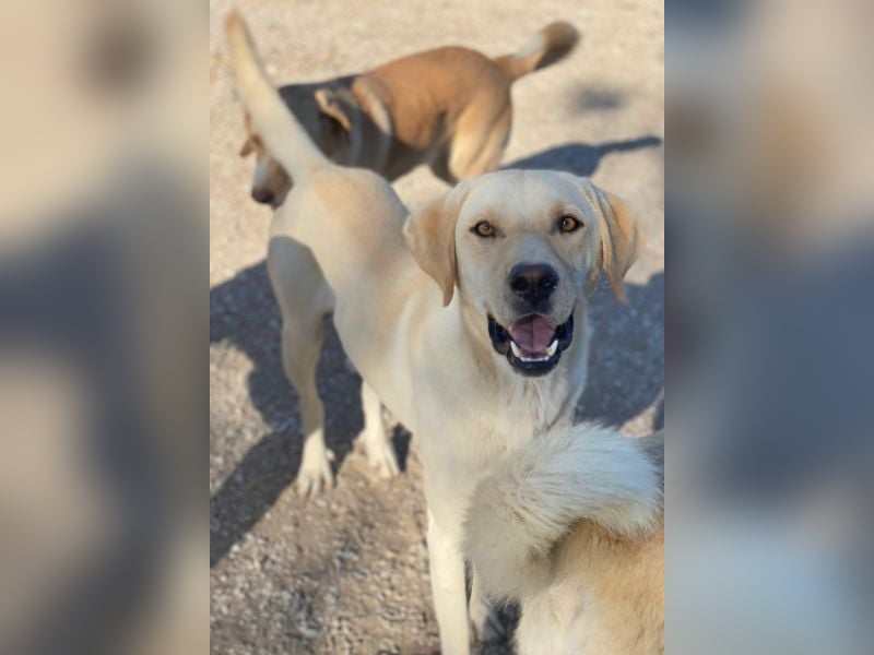 Boq, geb. ca. 07/2023, lebt in GRIECHENLAND, im städt. Tierheim Serres