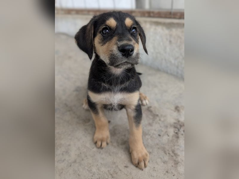 Hiro, geb. ca. 02/2026, lebt in GRIECHENLAND, im städt. Tierheim Serres