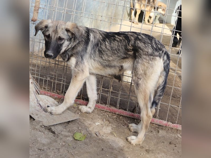 Erwin, geb. ca. 05/2024, lebt in GRIECHENLAND, im städt. Tierheim Serres