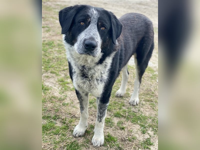 Malik, geb. ca.02/2022, lebt in GRIECHENLAND, im städt. Tierheim Serres